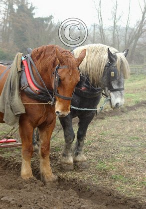 Horse Ploughing DM1205